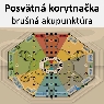 Posvätná korytnačka - brušná akupunktúra